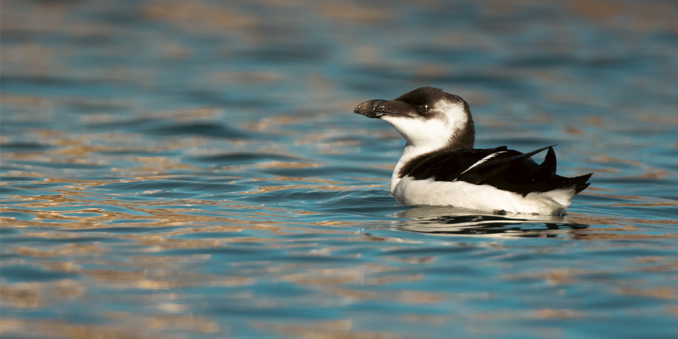 Pingouin torda à Collioure ©Pierre Sarrouy - LPO66